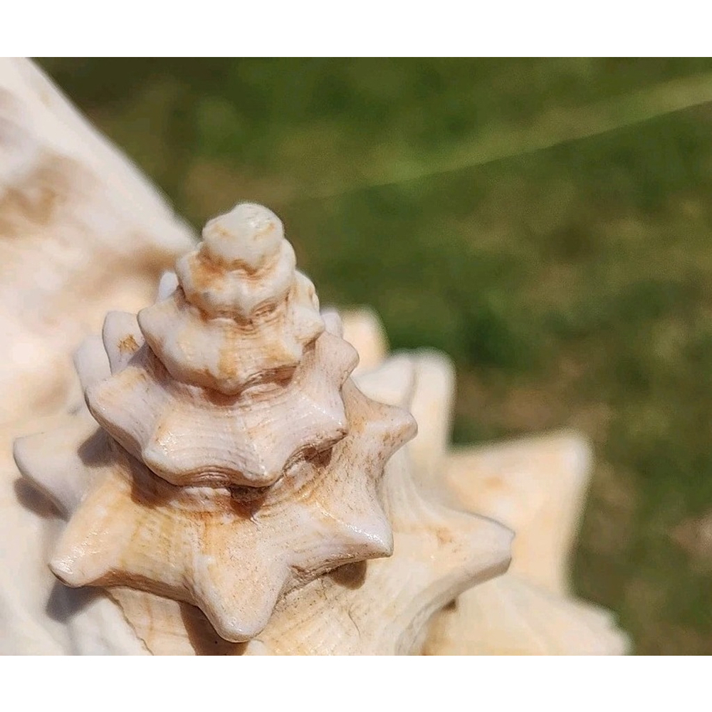 Vintage Queen Stromb Conch Shell Nautical Art Pink Natural - Picture 9 of 12